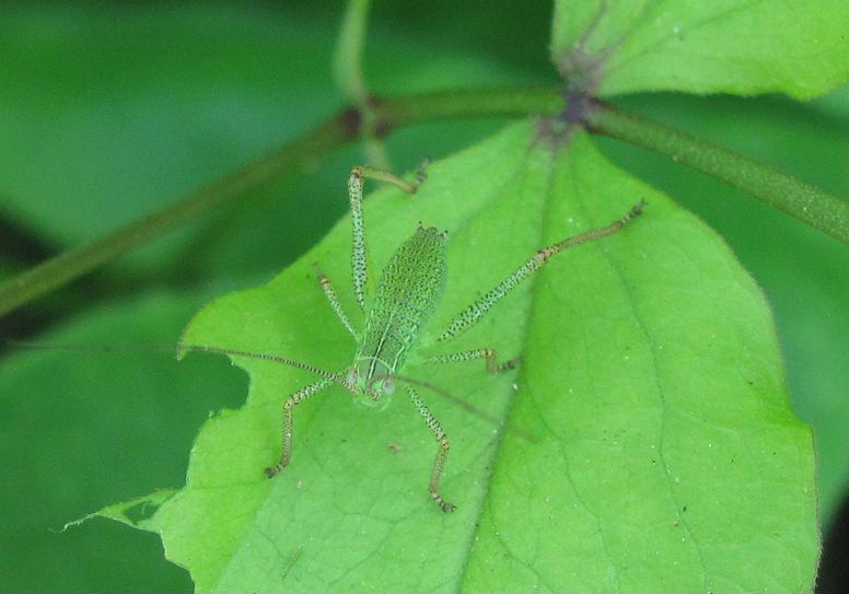 neanide di Barbitistes sp.